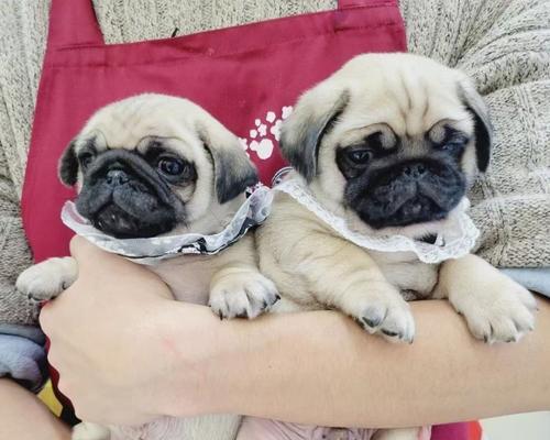 狗狗适合与哪些小宠物｜最佳伙伴选择全攻略(图3)