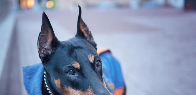 如何不怕狗的秘诀｜实用指南助你轻松应对汪星人(图2)