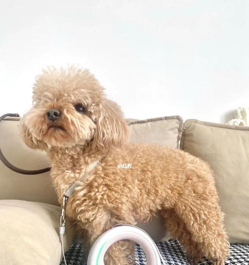 如何不怕狗的秘诀｜实用指南助你轻松应对汪星人