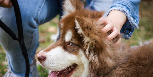 如何不怕狗的秘诀｜实用指南助你轻松应对汪星人(图3)