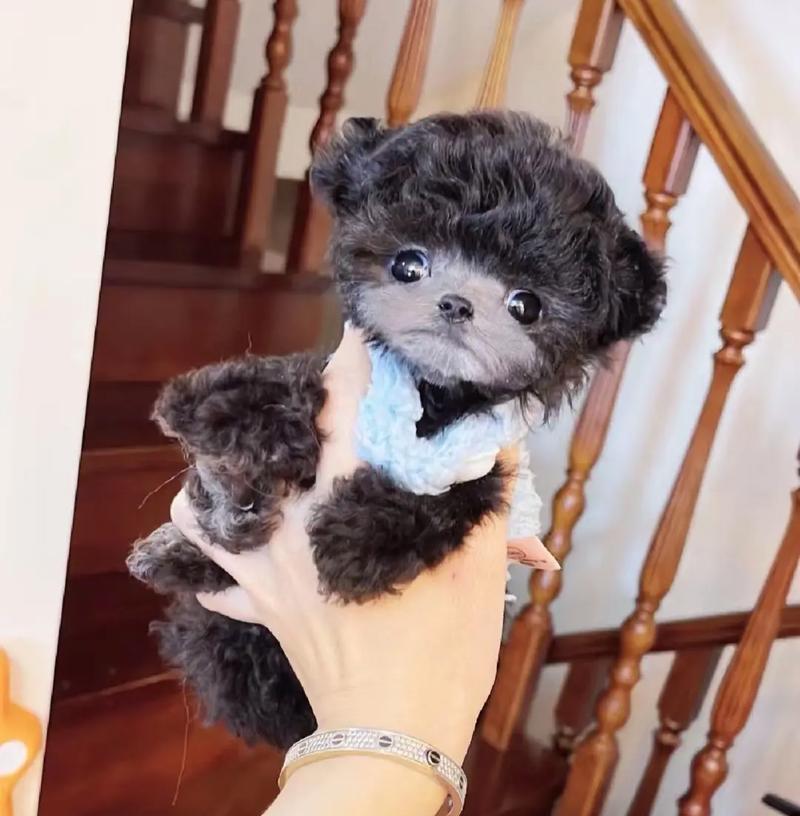 三个月泰迪饮食指南｜营养均衡的狗粮之外美味选择