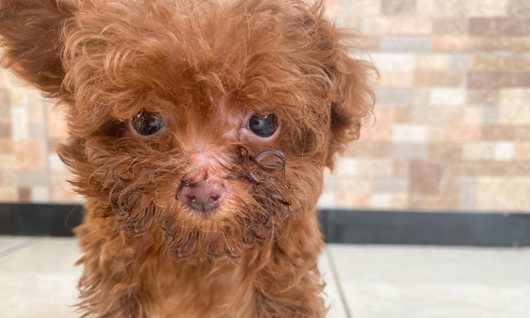 三个月泰迪饮食指南｜营养均衡的狗粮之外美味选择(图3)