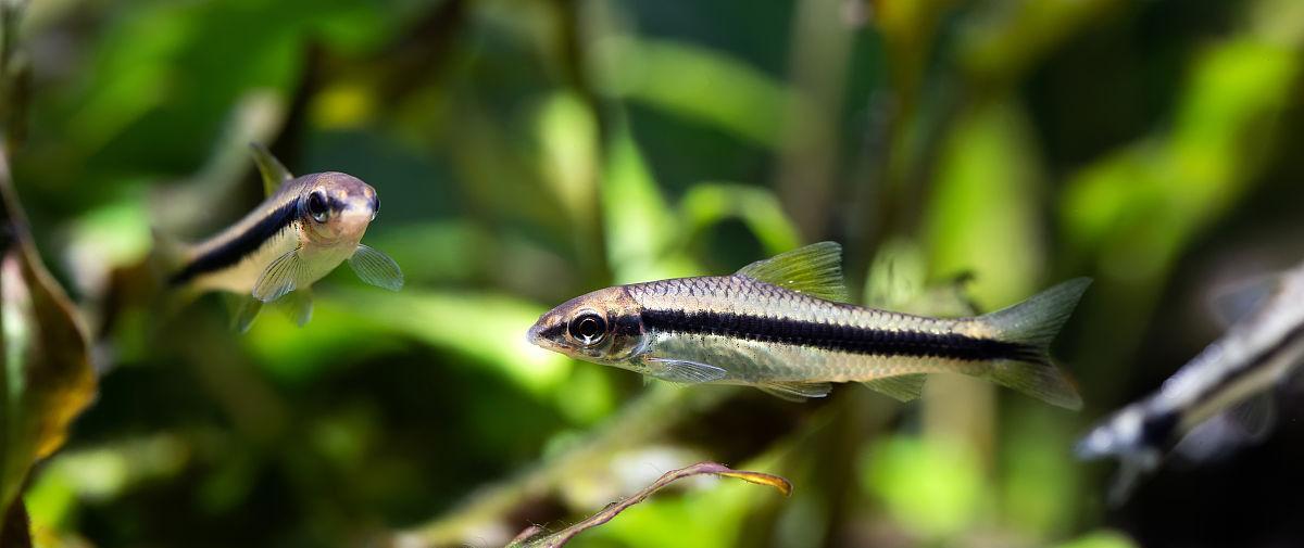 吊类饲养中适宜的藻类饲料选择｜实用指南