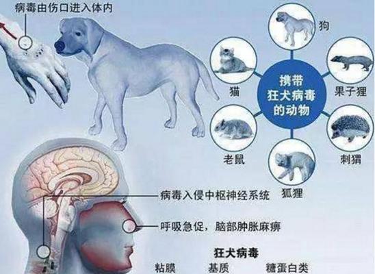 狗传染给人的常见疾病｜健康防护实用指南(图1)