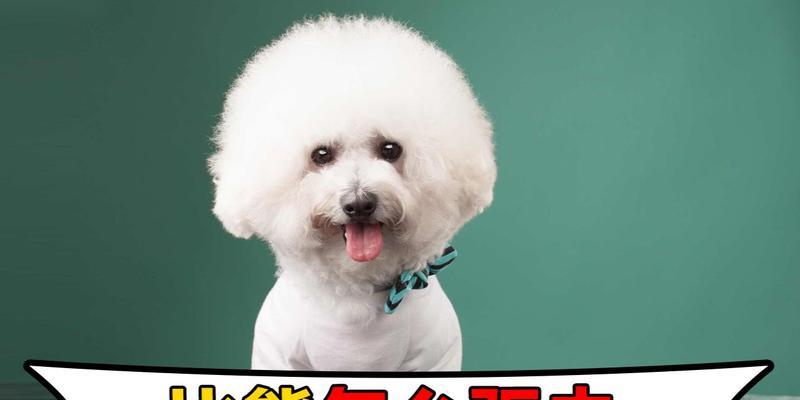 比熊犬驱虫最佳时间选择|宠物健康守护实用指南(图2) 比熊犬驱虫最佳时间选择|宠物健康守护实用指南(图2)