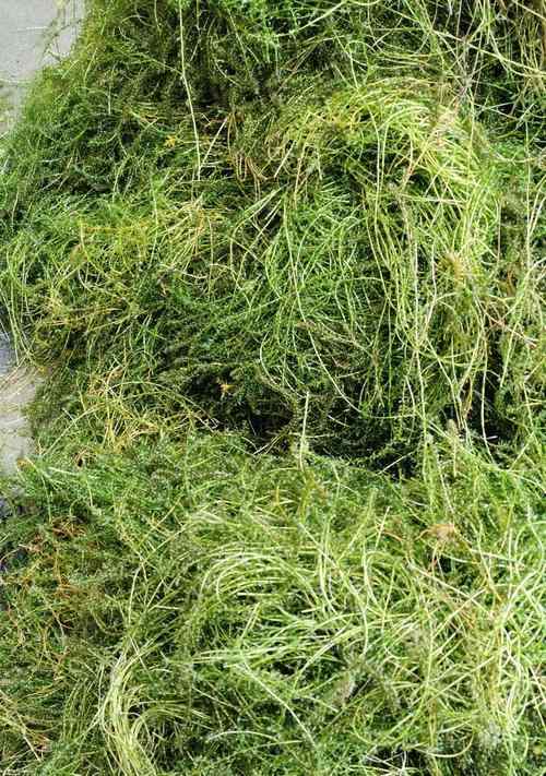 吊类饲养中适宜的藻类饲料选择|实用指南(图3) 吊类饲养中适宜的藻类饲料选择|实用指南(图3)