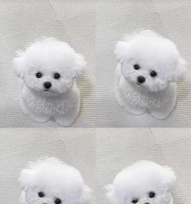 比熊犬驱虫最佳时间选择｜宠物健康守护实用指南