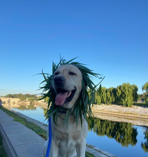 狗年龄之谜全攻略：揭秘狗快速衰老的原因(图3)