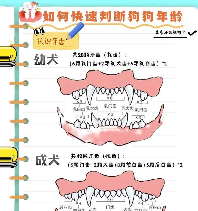 狗年龄之谜全攻略：揭秘狗快速衰老的原因