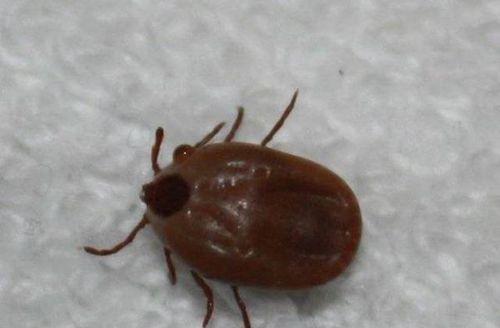 祛除狗豆子的药物选择｜实用指南(图2)