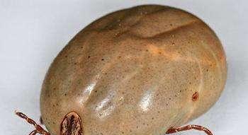 祛除狗豆子的药物选择｜实用指南(图3)