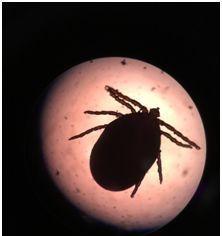 祛除狗豆子的药物选择｜实用指南