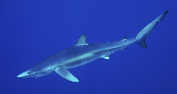 蓝鲨混养指南｜与理想鱼类共建和谐水族生态(图3)