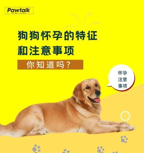 购买宠物狗的注意事项|新手养狗实用指南(图1) 购买宠物狗的注意事项|新手养狗实用指南(图1)