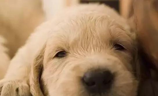 狗狗频繁打嗝原因及应对方法|宠物健康实用指南(图2) 狗狗频繁打嗝原因及应对方法|宠物健康实用指南(图2)