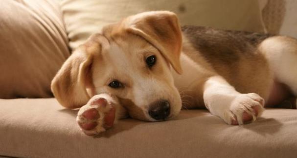 狗狗频繁打嗝原因及应对方法|宠物健康实用指南(图1) 狗狗频繁打嗝原因及应对方法|宠物健康实用指南(图1)