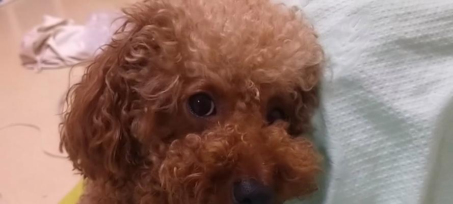 狗狗频繁打嗝原因及应对方法|宠物健康实用指南(图3) 狗狗频繁打嗝原因及应对方法|宠物健康实用指南(图3)