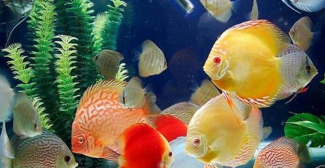 科学喂食时间全攻略|促进鱼类健康生长的关键(图1) 科学喂食时间全攻略|促进鱼类健康生长的关键(图1)