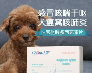 狗狗嗓子痛如何治疗｜实用指南与药物使用技巧