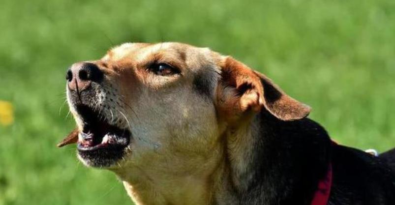 小狗喘气声音的原因|健康问题全攻略(图2) 小狗喘气声音的原因|健康问题全攻略(图2)