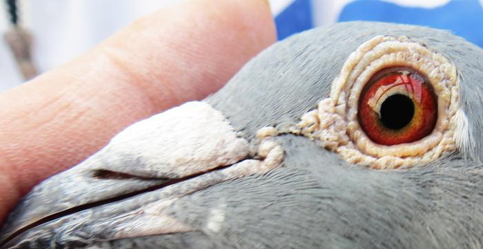 黄金血统的深层含义与珍贵价值|血统研究全攻略(图3) 黄金血统的深层含义与珍贵价值|血统研究全攻略(图3)