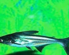 蓝鲨混养指南｜与理想鱼类共建和谐水族生态