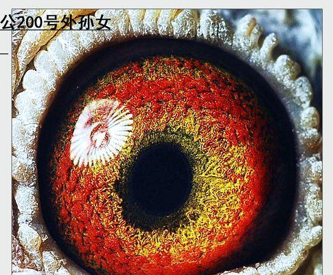 黄金血统的深层含义与珍贵价值｜血统研究全攻略