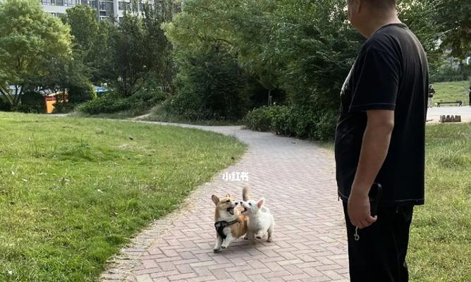 幼犬外出散步最佳时间与条件｜实用指南(图2)