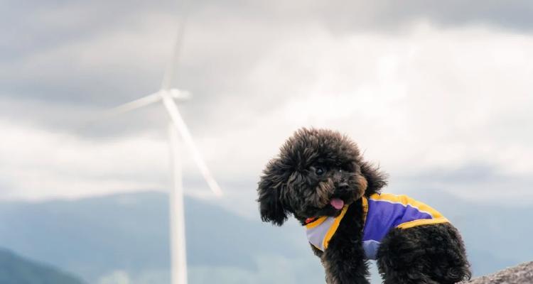泰迪犬配种最佳季节｜实用指南助你提高繁殖成功率