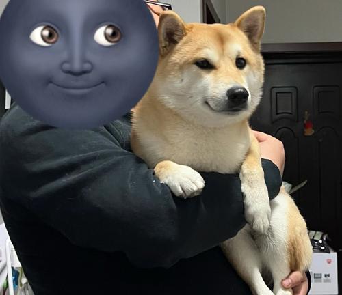 幼犬外出散步最佳时间与条件｜实用指南(图3)