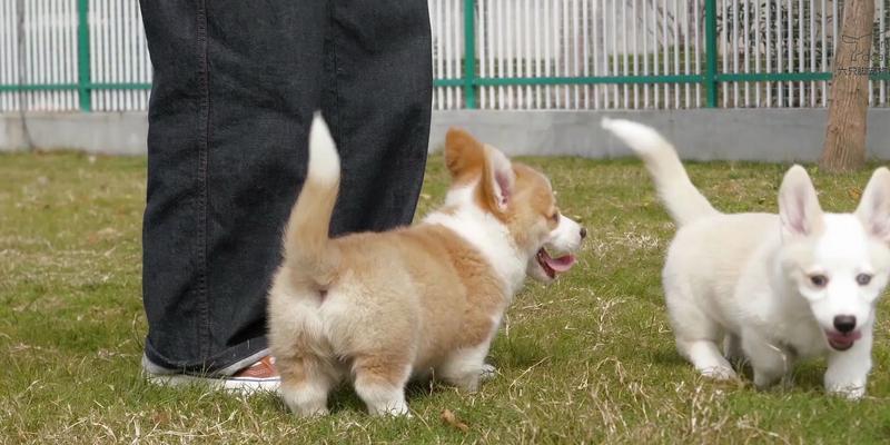 幼犬外出散步最佳时间与条件｜实用指南