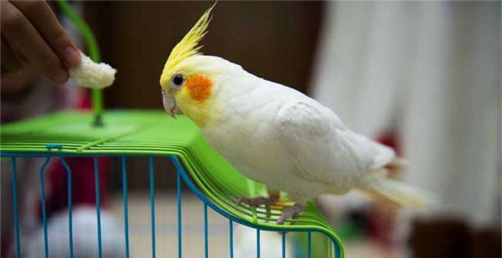 家庭养鹦鹉实用指南｜选择与照顾全攻略(图2)
