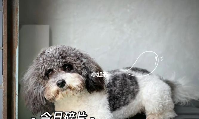 泰迪犬配种最佳季节|实用指南助你提高繁殖成功率(图3) 泰迪犬配种最佳季节|实用指南助你提高繁殖成功率(图3)