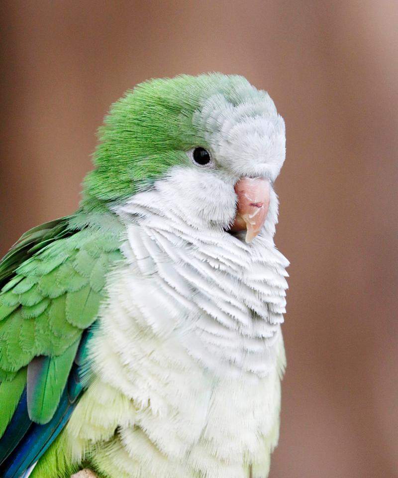 家庭养鹦鹉实用指南｜选择与照顾全攻略