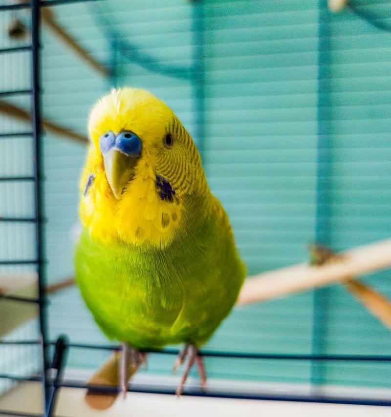 家庭养鹦鹉实用指南｜选择与照顾全攻略(图3)