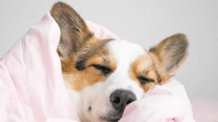 画眉鸟感冒症状与防治全攻略|宠物鸟健康守护指南(图1) 画眉鸟感冒症状与防治全攻略|宠物鸟健康守护指南(图1)