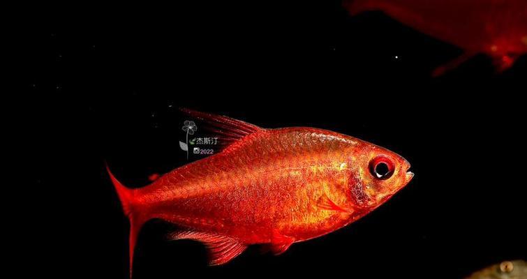 灯鱼混养指南｜与多种鱼类和谐共处的实用技巧(图3)