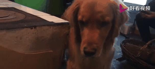 金毛犬饮食指南|科学喂养全攻略(图2) 金毛犬饮食指南|科学喂养全攻略(图2)