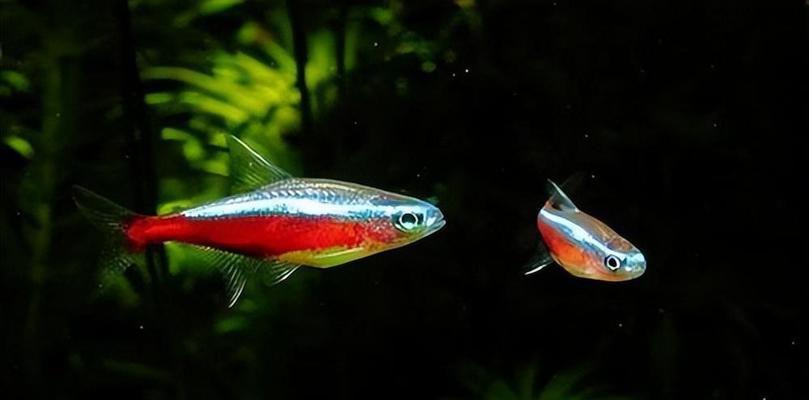 灯鱼混养指南｜与多种鱼类和谐共处的实用技巧(图2)