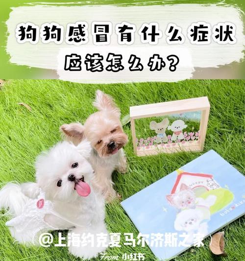 画眉鸟感冒症状与防治全攻略|宠物鸟健康守护指南(图3) 画眉鸟感冒症状与防治全攻略|宠物鸟健康守护指南(图3)