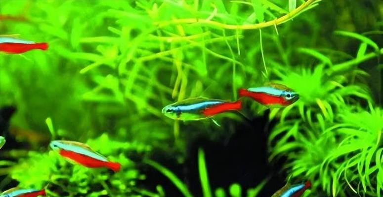 灯鱼混养指南｜与多种鱼类和谐共处的实用技巧