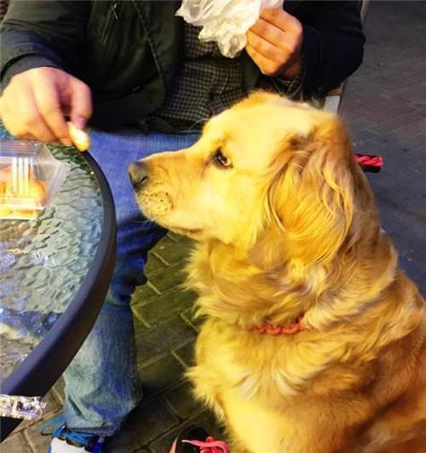 金毛叫声哑怎么办｜实用治疗与护理指南(图2)