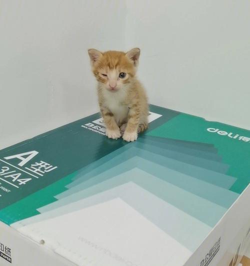 金毛叫声哑怎么办｜实用治疗与护理指南(图3)