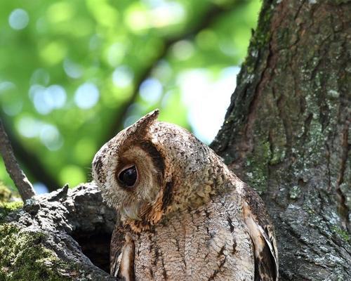 金毛叫声哑怎么办｜实用治疗与护理指南(图1)