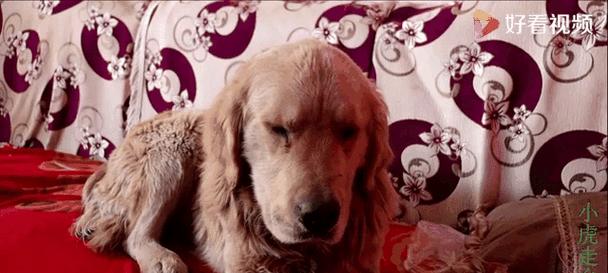 金毛犬饮食指南|科学喂养全攻略(图3) 金毛犬饮食指南|科学喂养全攻略(图3)