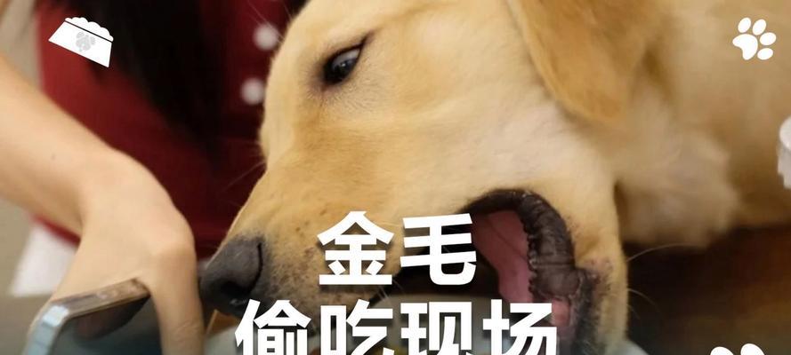金毛犬饮食指南|科学喂养全攻略(图1) 金毛犬饮食指南|科学喂养全攻略(图1)