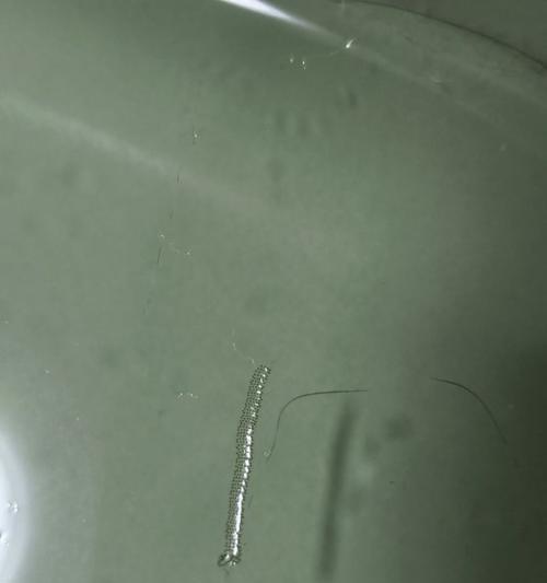 猫咪常见寄生虫种类及防治方法｜宠物健康全攻略(图3)