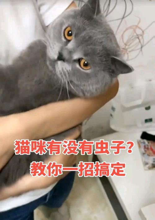 猫咪常见寄生虫种类及防治方法｜宠物健康全攻略(图2)