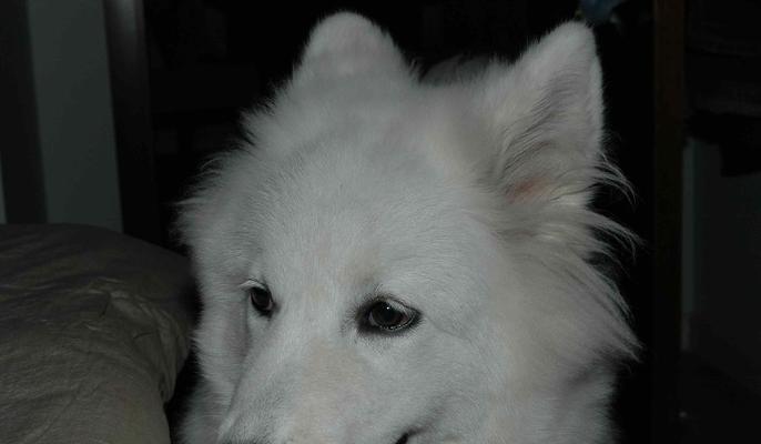 萨摩犬叫唤行为全攻略｜起源、特点与训练技巧(图2)