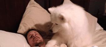 萨摩犬叫唤行为全攻略｜起源、特点与训练技巧(图3)